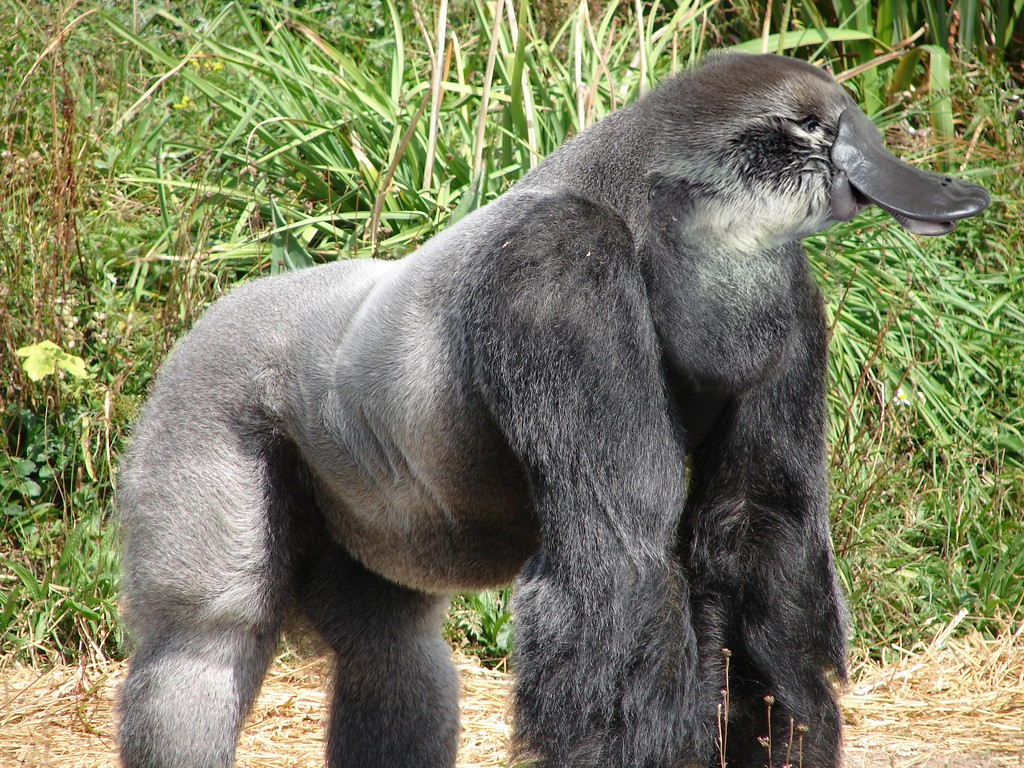 Gorillapus