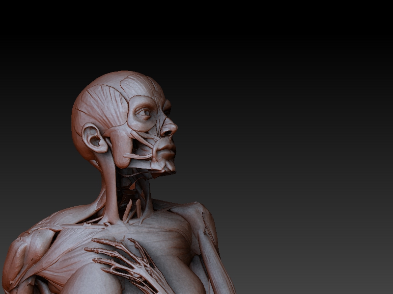 zBrush Anatomy and 3D Print